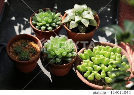 多肉植物のある風景 114011046