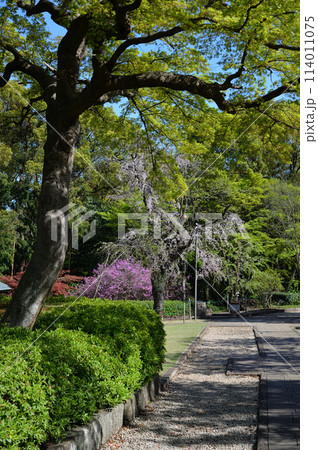 春の戸定ヶ丘歴史公園(千葉県松戸市) 春の戸定ヶ丘歴史公園(千葉県松戸市) 114011075