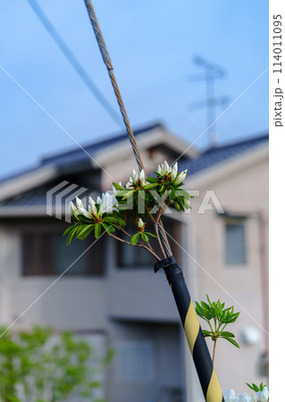 まるで電柱のアース線が花を咲かせたかのようなツツジの花 奈良市の住宅街にて② まるで電柱のアース線が花を咲かせたかのようなツツジの花 奈良市の住宅街にて② 114011095