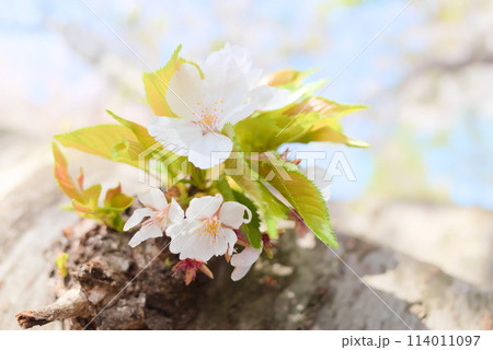 明るい空を背景に撮影した幹から生える桜の花 明るい空を背景に撮影した幹から生える桜の花 114011097