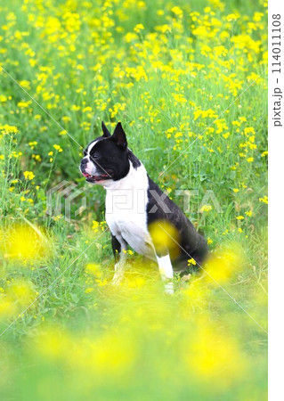 菜の花の中に座って可愛く見つめるボストンテリアのマイティ君♡ 菜の花の中に座って可愛く見つめるボストンテリアのマイティ君♡ 114011108