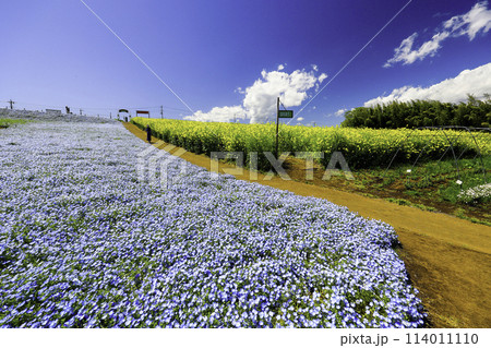ネモフィラ畑と菜の花畑 ネモフィラ畑と菜の花畑 114011110