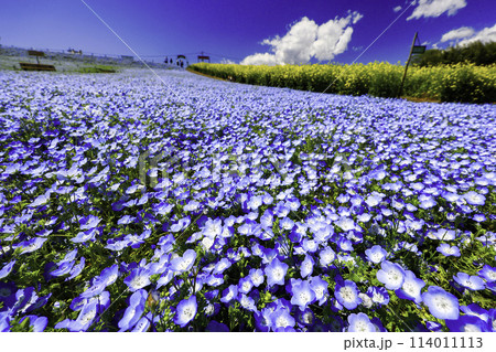ネモフィラの花が咲き誇る風景 114011113