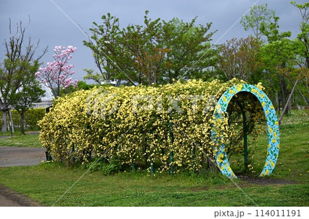 モッコウバラ(木香茨)の花 モッコウバラ(木香茨)の花 114011191