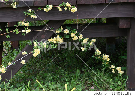 モッコウバラ(木香茨)の花 モッコウバラ(木香茨)の花 114011195