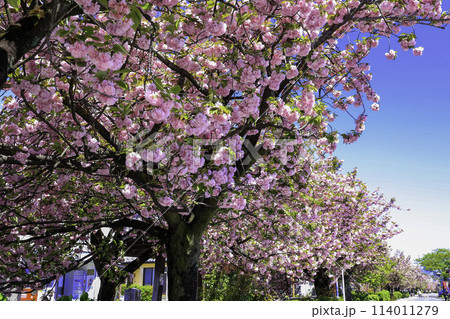 青空に映える八重桜 114011279