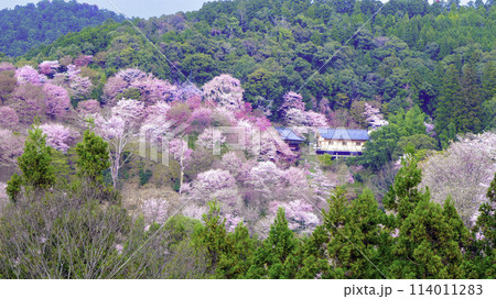 山に囲まれた満開の桜 114011283
