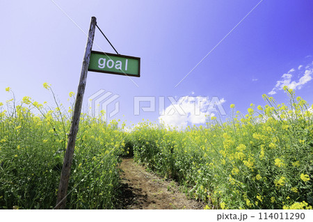 菜の花迷路のゴール 114011290