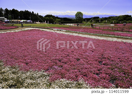 芝桜公園からの眺望 114011599