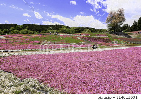 ピンクの芝桜と山桜 ピンクの芝桜と山桜 114011601