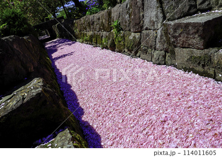 ピンクの花筏 114011605