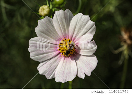A very beautiful species of anemone flower with a bee caught on it collecting pollen from it. 114011743