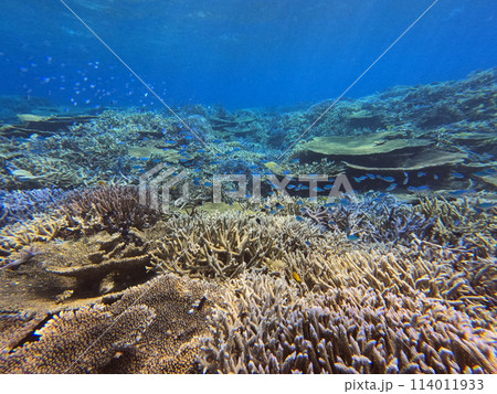 八重山の海 114011933