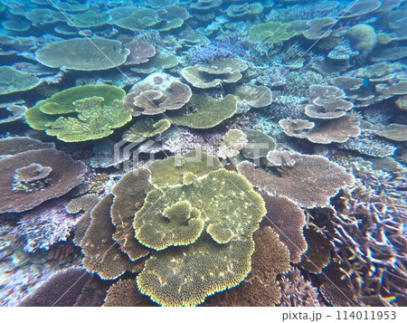 八重山の海 114011953