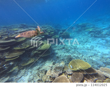 八重山の海 114012025