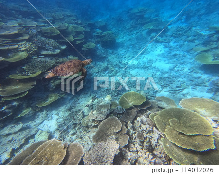 八重山の海 114012026