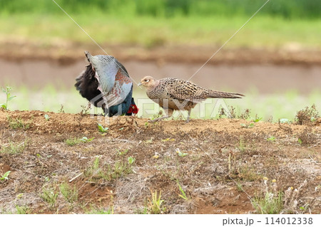 生き物　野鳥　キジ、繁殖期のオスとメス。お尻を上げてディスプレイするオスをメスは完全に無視 114012338