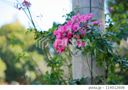 可愛いバラの花 アンジェラ 可愛いバラの花 アンジェラ 114012606