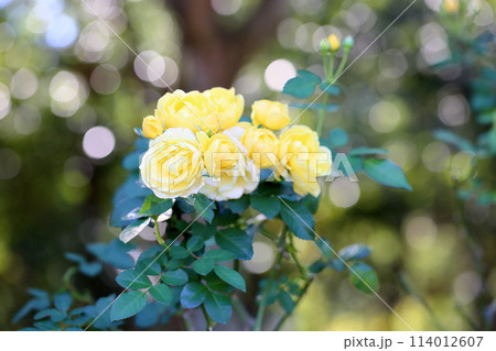 バラの花 ゴールデンボーダー バラの花 ゴールデンボーダー 114012607