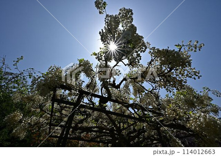 白毫寺の藤棚 114012663