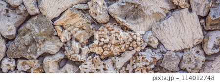 The multiplicity of corals on the wall, coral texture, coral background BANNER, LONG FORMAT 114012748