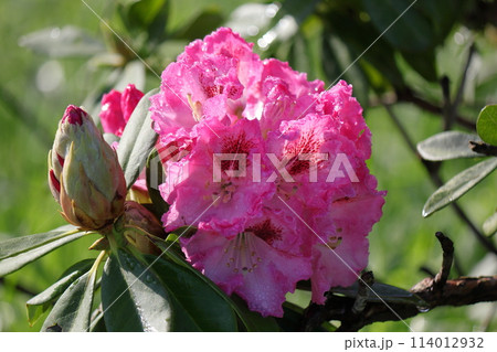 鮮やかな色のシャクナゲの花 114012932