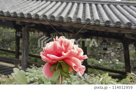 ピンクの牡丹が咲くお寺 ピンクの牡丹が咲くお寺 114012959