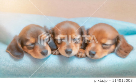 やわらかい光の中で眠る三匹のミニチュアダックスフンドの赤ちゃん 114013008