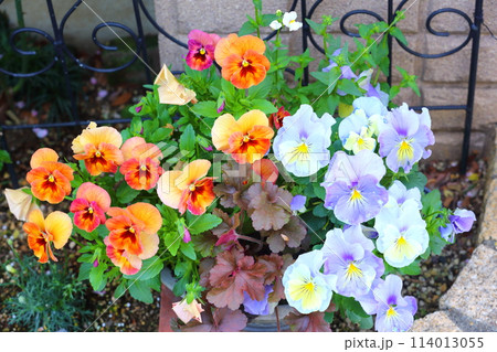寄せ植え 114013055