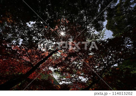 白毫寺の庭園 白毫寺の庭園 114013202
