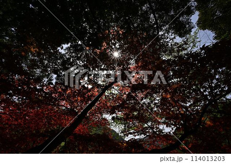 白毫寺の庭園 白毫寺の庭園 114013203