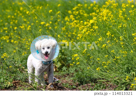 エリザベスカラーを付けて菜の花畑で遊ぶトイプードルのベイリー君♡ 114013321