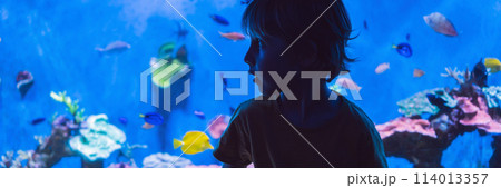 Little boy, kid watching the shoal of fish swimming in oceanarium, children enjoying underwater life in Aquarium BANNER, LONG FORMAT Little boy, kid watching the shoal of fish swimming in oceanarium, children enjoying underwater life in Aquarium BANNER, LONG FORMAT 114013357