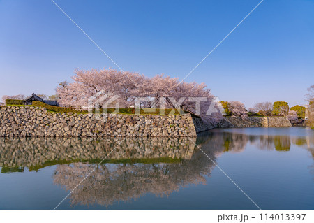兵庫県姫路市　姫路城の内濠の石垣の上に咲く桜 114013397
