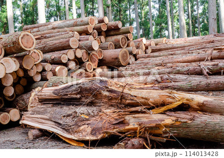 林業の作業現場に集積されている間伐された丸太 114013428