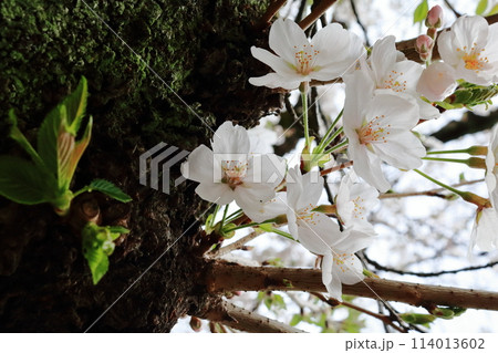 古木の小さな枝に桜の花が咲いていた 114013602