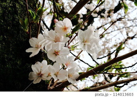 古木の小さな枝に桜の花が咲いていた 114013603