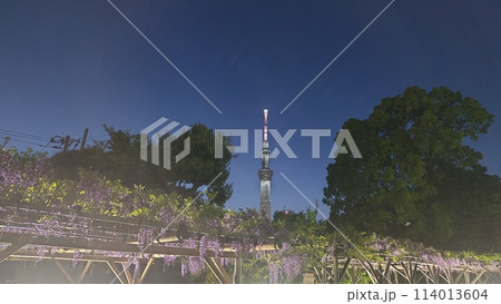 夜の亀戸天神フジとスカイツリー 114013604