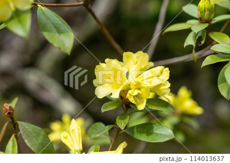 光を浴びて輝く満開の黄色い西洋シャクナゲ 114013637
