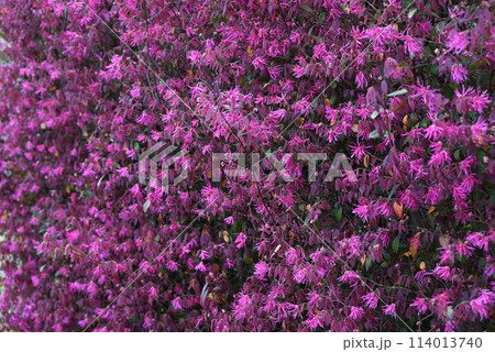 ベニバナトキワマンサクの花・生垣 ベニバナトキワマンサクの花・生垣 114013740