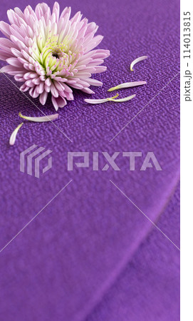 紫色の背景に菊の花 花の和風背景素材 紫色の背景に菊の花 花の和風背景素材 114013815