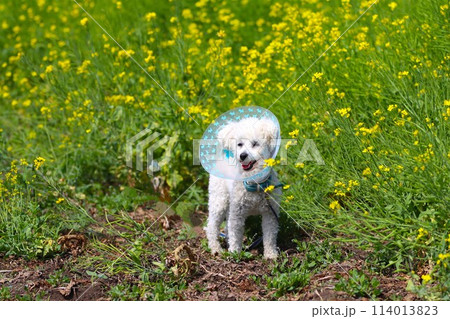 菜の花畑に喜ぶエリザベスカラーを付けたトイプードルのベイリー君♡ 114013823