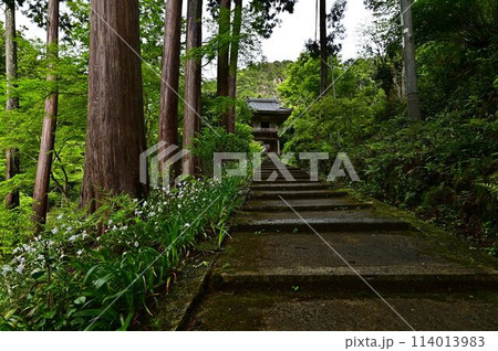 新緑の岩瀧寺 114013983