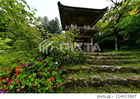 新緑の岩瀧寺 114013987