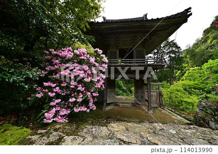 新緑の岩瀧寺 114013990
