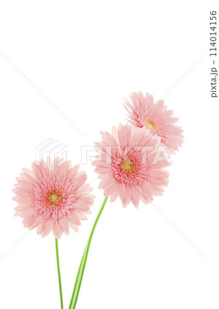 明るいピンクのガーベラ 明るいピンクのガーベラ 114014156