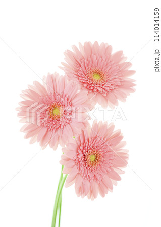 明るいピンクのガーベラ 114014159
