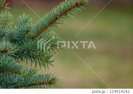 Background, abstraction of Christmas tree twigs with needles on a blurry Background, abstraction of Christmas tree twigs with needles on a blurry 114014242