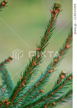 Background, abstraction of Christmas tree twigs with needles on a blurry Background, abstraction of Christmas tree twigs with needles on a blurry 114014304