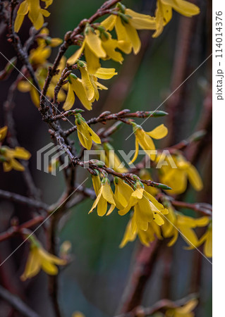 Beautiful Forsythia in spring time on a blurry background 114014376